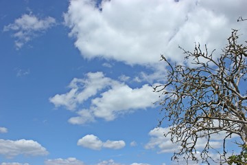 Abgestorbener Holunder vor blauem Himmel mit weißen Wolken