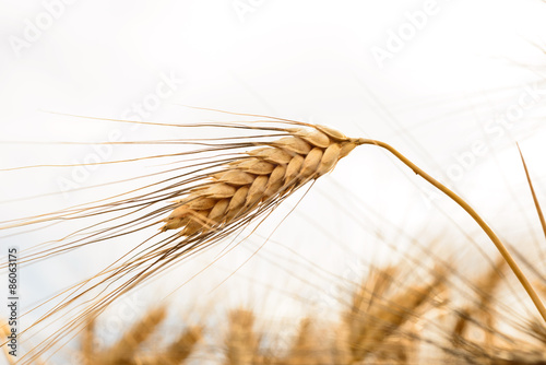 "Spighe Di Grano, Close-up" Immagini E Fotografie Royalty Free Su ...