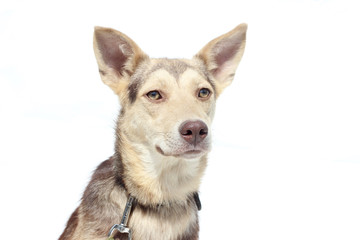 dog on a white background