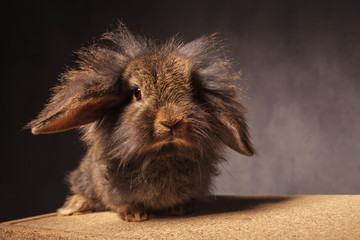 Naklejka premium fluffy little lion head bunny rabbit