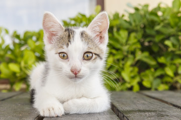 Portrait of a white kitten posing for the camera