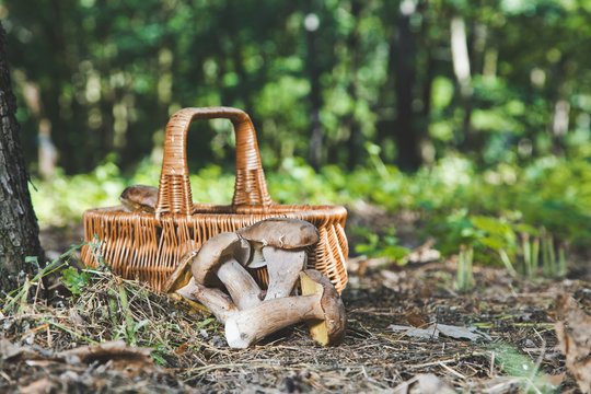 Group of white mushrooms near wicker basket in forest