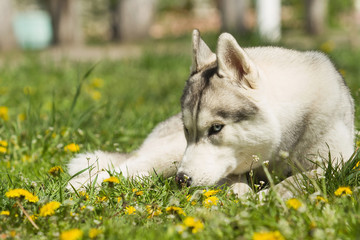 Dog. Portrait on the lawn in the urban environment. Portrait of Siberian Husky