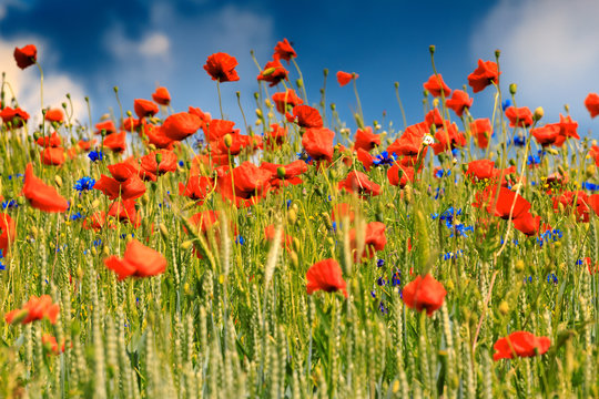Fototapeta Maki  i Chabry 