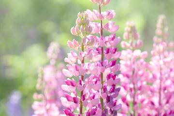 Fototapeta premium Lupinus, lupin, lupine field with pink and white flowers