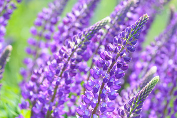 Lupinus, lupin, lupine field with pink purple and blue flowers