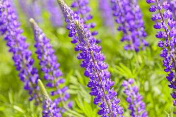 Lupinus, lupin, lupine field with pink purple and blue flowers