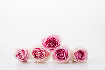 white and pink rose on white background