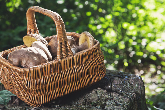 Forest idyll. Basket with mushrooms on a beautiful tree stump.