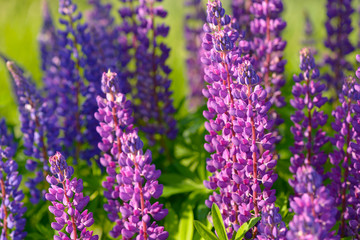 Lupinus, lupin, lupine field with pink purple and blue flowers