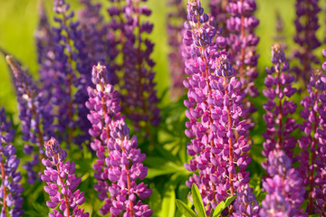 Lupinus, lupin, lupine field with pink purple and blue flowers