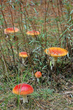 Fly agarics (Amanita muscaria) in the forest.