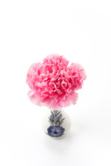 pink carnations flower
