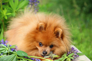 Playful pomeranian dog in the summer flowers on nature background