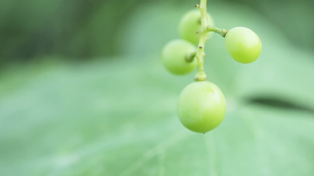 Unripe grapes