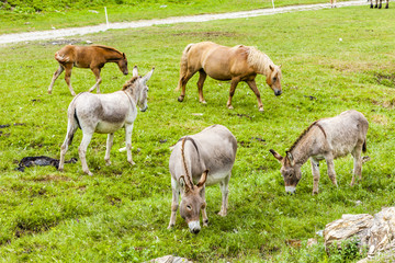 Naklejka na ściany i meble donkeys and horses, Piedmont, Italy