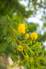 Yellow mimosa flowers