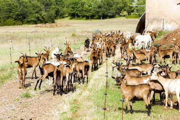 herd of goats on pasturage, Aveyron, Midi Pyrenees, France