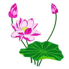 Pink Lotus Flower