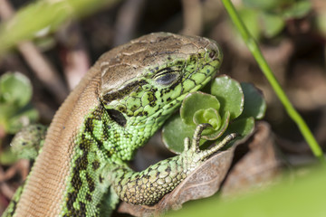 Fototapeta premium Zauneidechse
