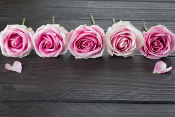 white and pink rose on wood background