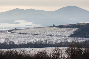 winter vineyards near Velka Trna, Tokaj wine region, Slovakia