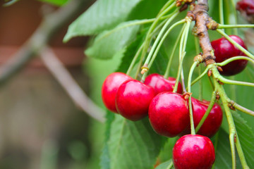 Obraz premium Ripe cherry on branch
