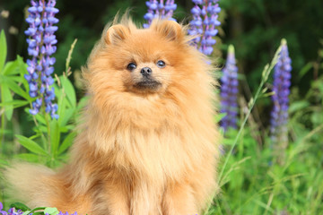 Lovely orange pomeranian spitz in the summer flowers on nature background