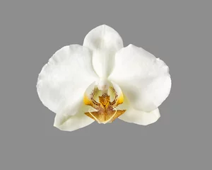 Fotobehang white orchid flower isolated on grey © lena_serditova