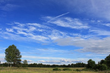Летнее поле в солнечный день