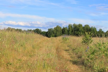Летнее поле в солнечный день