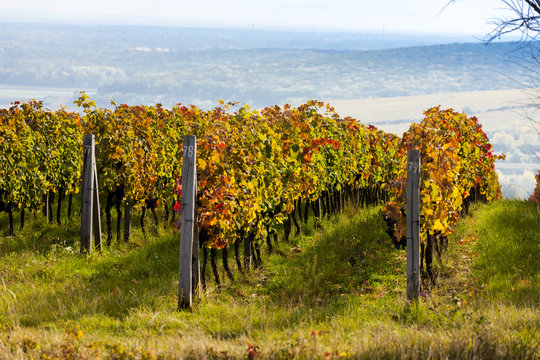 view of autumnal vineyards near Palava, Czech Republic
