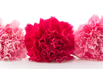 pink and red carnations flower