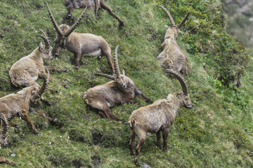 Naklejka na ściany i meble Alpine ibex