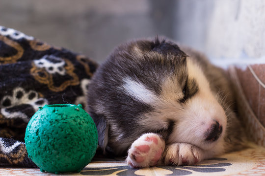 Alaskan Malamute (Cachorro Durmiendo)