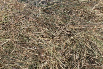Текстура сена