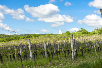 Fototapeta na wymiar spring vineyard near Hnanice, Southern Moravia, Czech Republic