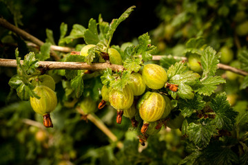 Obraz premium Gooseberry branch - Ribes grossularia