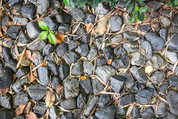 Sprout growing out of Rock in the Garden
