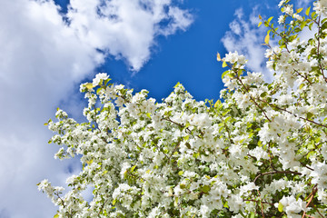 Branches of flowering apple tree