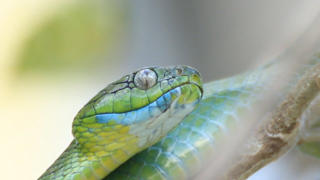 Green Snake 
