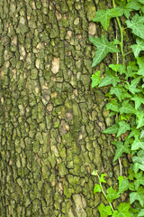 Tree bark texture with green plant