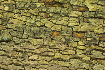 Tree bark texture