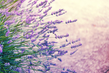 Lavender in wild, toned