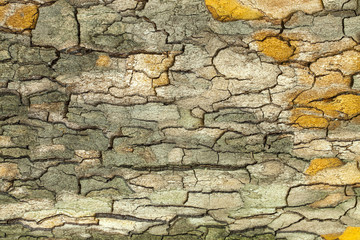 Tree bark texture