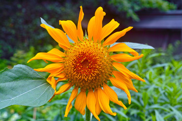情熱的なひまわり