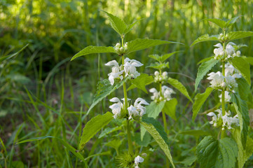 forest white flowers nature
