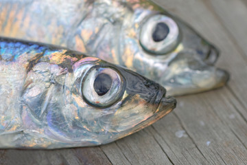 Close-up of heads of two baltic herring