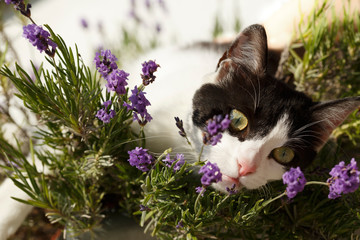 Katze liegt im Lavendel