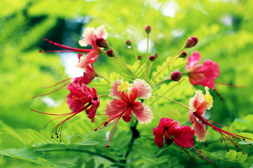 Inflorescence of pink peacock flower, botanical name Caesalpinia pulcherrima